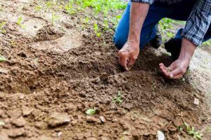 agriculture seeds