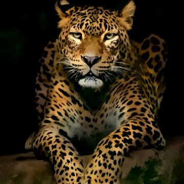 Profile photo of Ali Almosawe